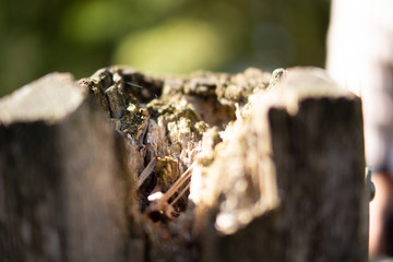 Rotten wood