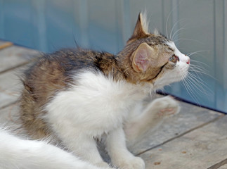 small kitten has a wash