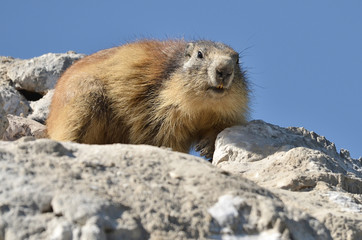 Closeup Alpine marmot (Marmota marmota) on rock on blue sky background, in the French Alps, Savoie department at La Plagne