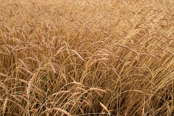Golden field of ripe wheat