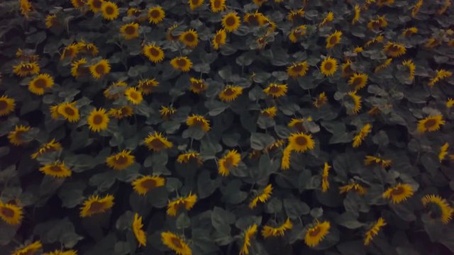 Flying over a sunflower field at dusk