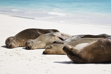 Fototapeta premium Seals on beach in Galapagos Island