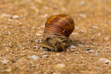 Close up of a snale