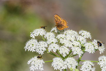 Butterfly in Banff national park
