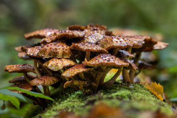 Old autumn yellow edible mushrooms on the tree (Pholiota)