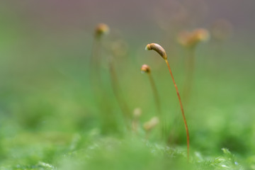 Autumn moss macro, thin sprouts