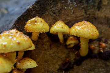 Autumn yellow mushroom on the old tree (Pholiota)