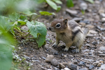 Naklejka na ściany i meble Very young ground squirrel on a dirt road in Banff National Park