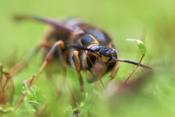 Sleepy wasp in autumn on moss. Macro.