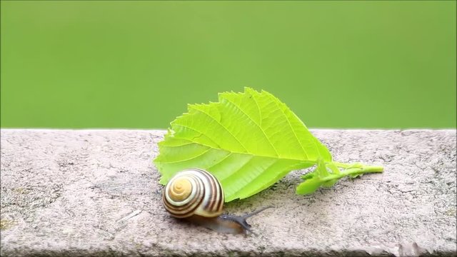 Snail crawling  over concrete, green background, texture
