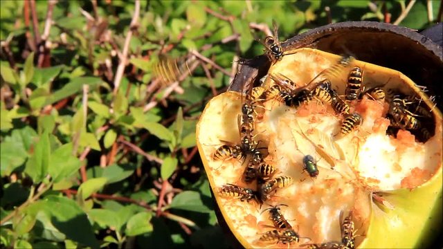 wasps on apple fruit

