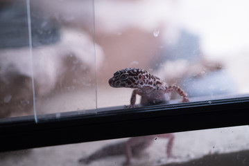 Gecko schaut aus einem Terrarium heraus