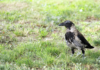 Old bird