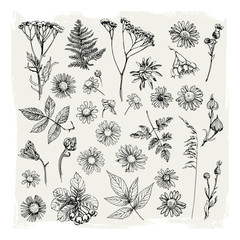 Set of illustrations of plants. Sketch. Freehand drawing