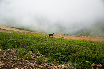 kavkaz mountain. Horse