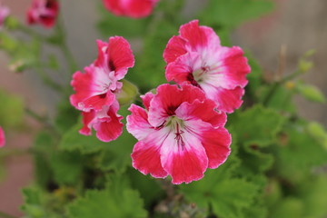 Pelargonia angielska