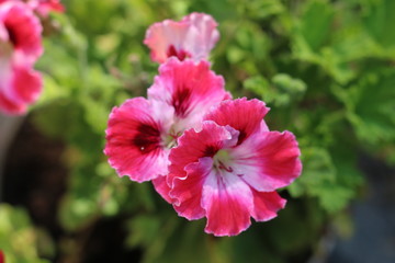 Pelargonia angielska