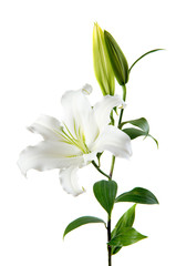 Fototapeta na wymiar lilies on white background