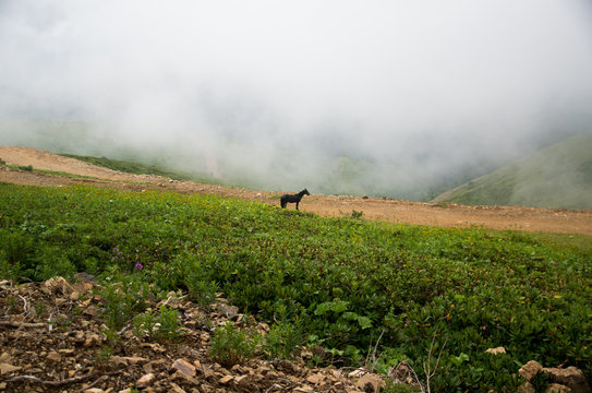 kavkaz mountain. Horse
