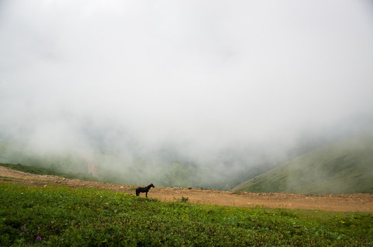 kavkaz mountain. Horse