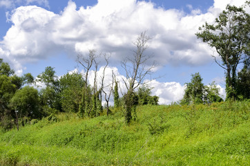 Obraz premium beautiful stump in the moss