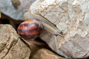 Snail on the rocks