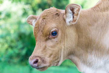 cow on a meadow