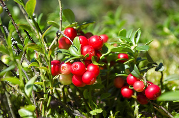 red berries in the forest