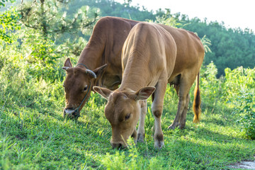 Fototapeta premium cow on a meadow