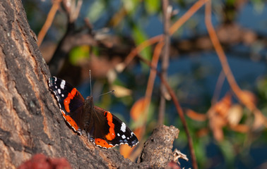 Butterfly Admiral sitting on a tree