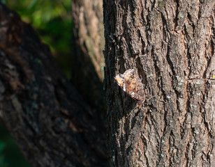 Butterfly Admiral sitting on a tree