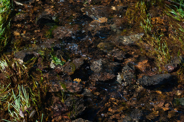 Stream in the forest