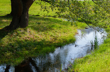 Stream in the forest