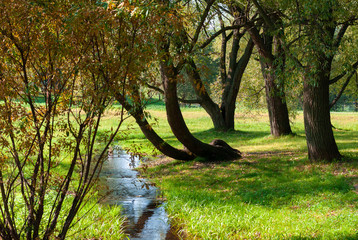 Stream in the forest