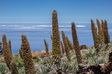 Сosmic flower (Echium wildpretii) Canary Islands