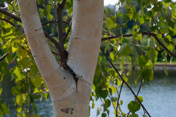 The trunk of a birch on a background of the pond