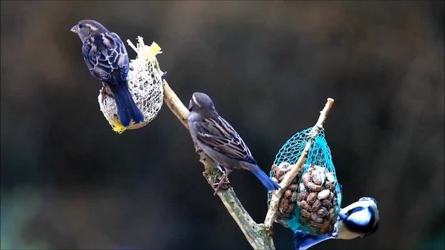 feeding wild birds in winter 

