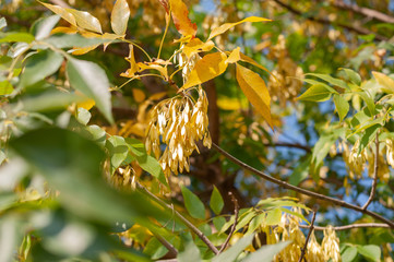 Autumn yellow-green maple