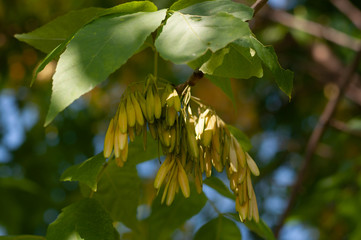 Autumn yellow-green maple