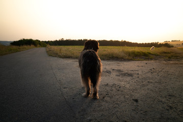 Hund von hinten bei Sonnenuntergang Gassi Spaziergang