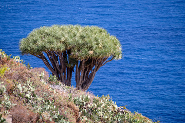 Canary Islands dragon tree (Dracaena draco)