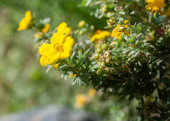 Yellow flower close-up