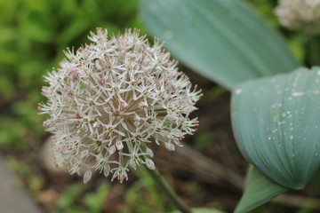 Allium Czosnek karatawski © Perovskia