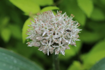 Allium Czosnek karatawski © Perovskia