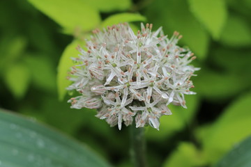Allium Czosnek karatawski © Perovskia