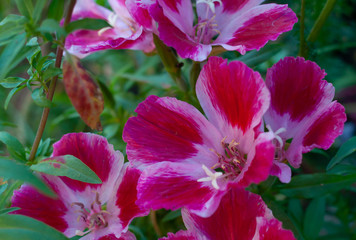 Pink flower close up