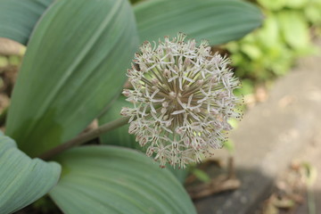 Allium Czosnek karatawski © Perovskia