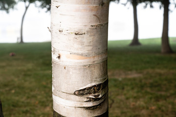 Close up of a birch tree trunk