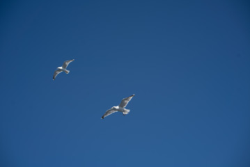 Zwei Möwen am klaren blauen Himmel