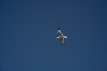 Möwe am klaren blauen Himmel